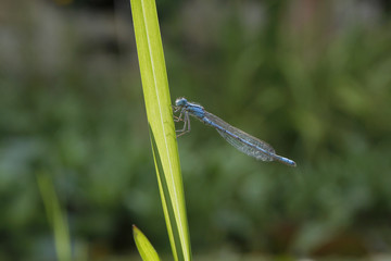 Azurjungfern (Coenagrion) auf Gras