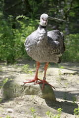 Hühnergans (Cereopsis novaehollandiae)