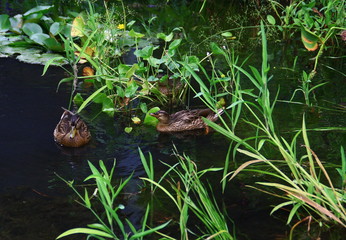  Canard colvert (Anas platyrhynchos),femelle nageant dans l'eau l