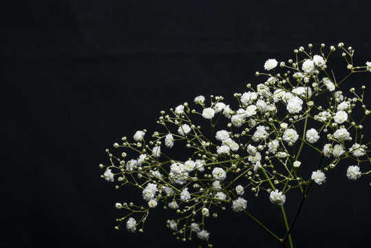 Schleierkraut, Gypsophila Paniculata