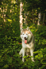 Portrait of lovely dog breed siberian husky sitting on the hill in the green forest in summer