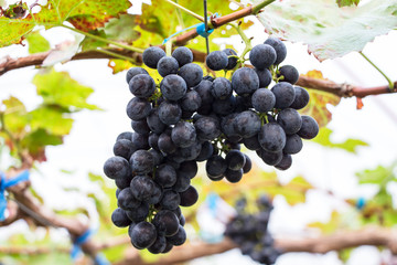Grapes in vineyard