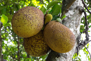 Jackfruit on tree