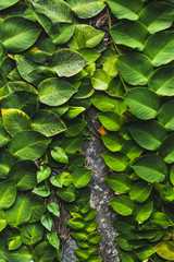 Stone wall covered with beautiful tropical green plant