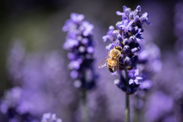 Close-up of a honey bee collecting pollen from a lavender flower