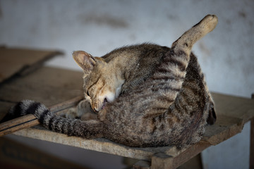 Cat cleaning itself