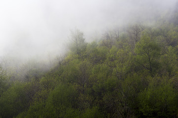 peak of mountain with fog and trees