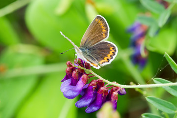 Butterfly on a flower in the wild on a blurry background 