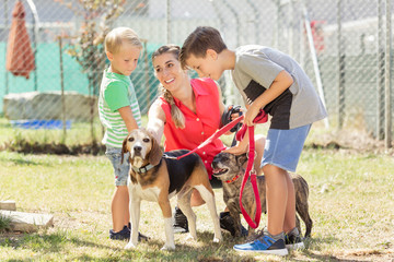 Mom with her sons walking dogs of an animal shelter to get to know them 