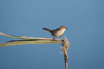 A bird relaxes on a plant