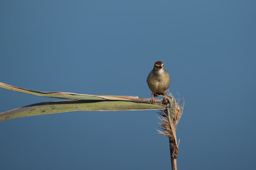 A bird sits gently on a plant