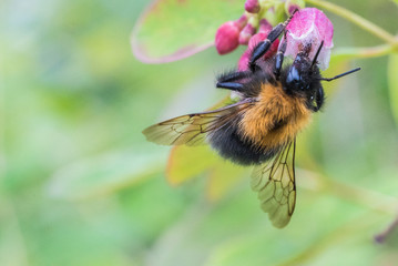 Macro Bee Flower