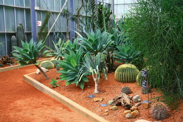 plantes tropicales cactus et succulentes dans serre 
