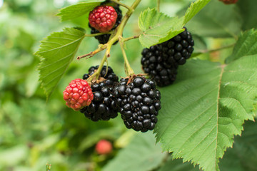 ripe and unripe blackberries on the bush with selective focus. Bunch of berries