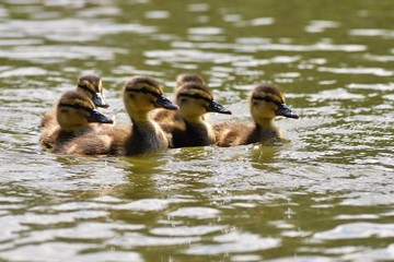 Beautiful young duck on the surface of a pond. Wildlife on a sunny summer day. Young water bird.