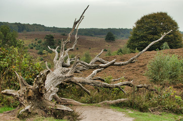 Fallen tree at the Posbank in the national park Veluwezoom