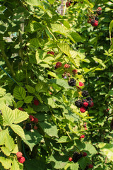 ripe and unripe blackberries on the bush with selective focus. Bunch of berries