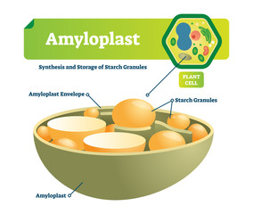 Amyloplast vector illustration. Labeled medical scheme with synhesis and storage of starch granules. Colorful diagram with envelope and plant cell. Microscopic cell structure.