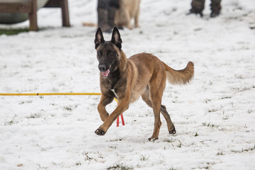 Portrait of a tervuren dog living in belgium