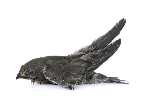 young Common swift
