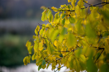 Sunset Tree