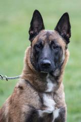 Portrait of a tervuren dog living in belgium