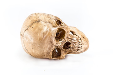 skull