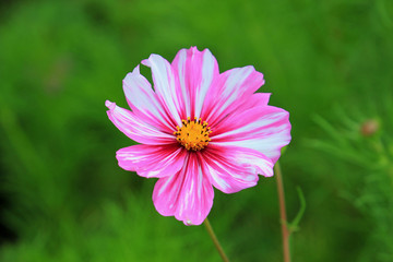 Obraz premium summer riot of flowers