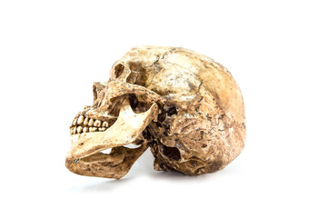 single skull isolated on white background