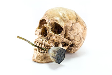 Human skull with lotus seed on white background, halloween.