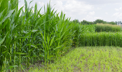 Fototapeta premium Plantation of the corn and sorghum