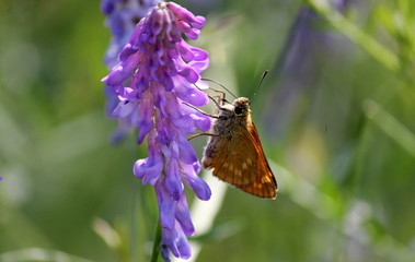 Motyl