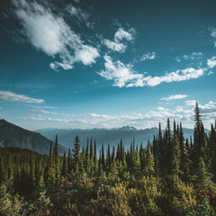 View from Mount Revelstoke across forest with blue sky and clouds. British Columbia Canada. - obrazy, fototapety, plakaty