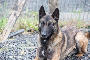 Portrait of a tervuren dog living in belgium