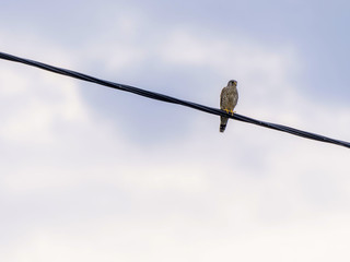 Sur un fil © pascal