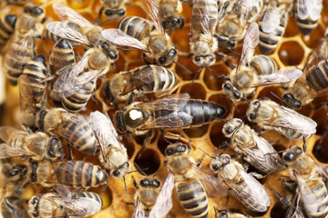 A queen bee with bees on a honeycomb.