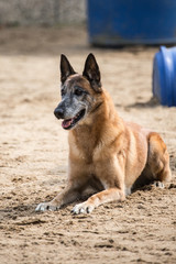 Portrait of a tervuren dog living in belgium