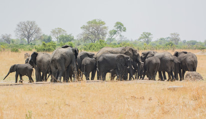 Naklejka na ściany i meble Elefanten in der Savanne vom in Simbabwe, Südafrika 