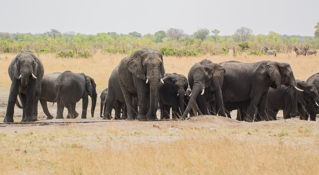 Elefanten in der Savanne vom in Simbabwe, S&uuml;dafrika 