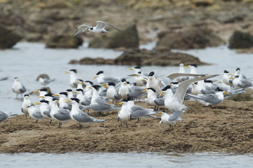 Sea birds resting on rocks
