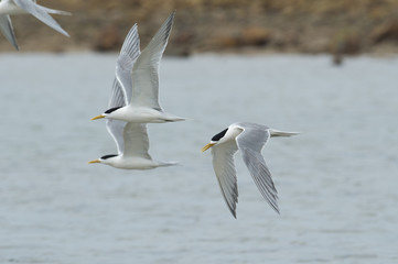 Fototapeta na wymiar Sea birds in flight