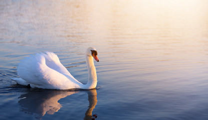 Naklejka premium art beautiful romance peaceful landscape; romance white swan