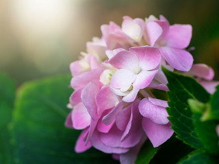 Close up Hydrangea flower