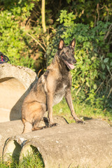 Portrait of a tervuren dog living in belgium