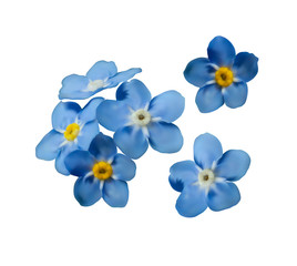 Naklejka na ściany i meble Blue forget me not spring flowers isolated on white background. Photo realism macro. Decorative elements for greeting cards, invitations. Vector set for your design.