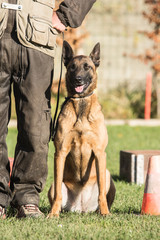 Portrait of a tervuren dog living in belgium