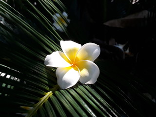 Sunlight shines straight on a white flower, falling on a green leaf