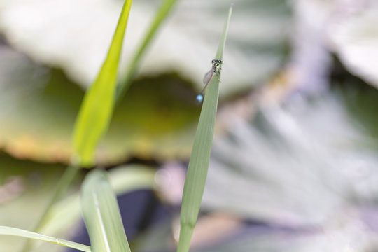A dragonfly sitting on glass leaf above waterlily pond.