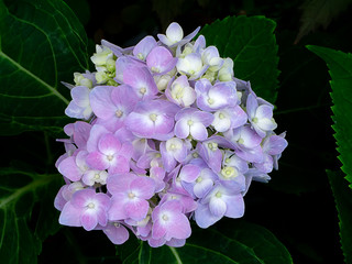 Close up Hydrangea flower
