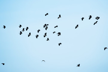 flock of birds flying in blue sky